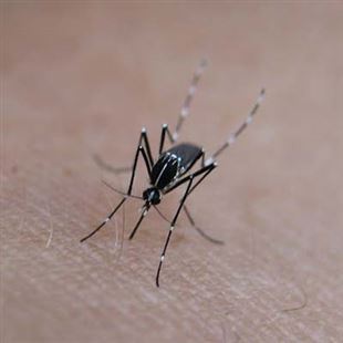 Zanzare: intensificati gli interventi di controllo