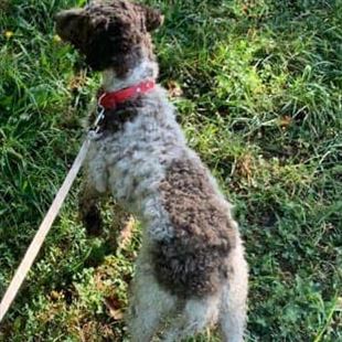 Torre Maina: rapito Otto, Lagotto romagnolo