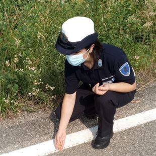 Puntine gettate in strada contro i ciclisti: rimosse dalla polizia locale