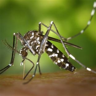 L’AUSL rinnova l’appello ai cittadini: contro le zanzare fondamentali le misure di prevenzione