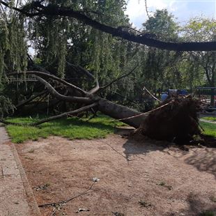 Albero caduto nel parco a Pozza, Sgambati: “Mettere delle barriere”