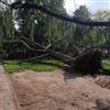 Albero caduto nel parco a Pozza, Sgambati: “Mettere delle barriere”